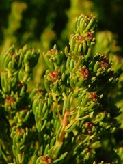 Leucadendron teretifolium