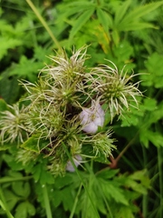 Clematis heracleifolia