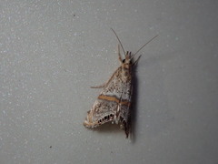 Euchromius superbellus