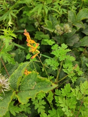 Corydalis raddeana