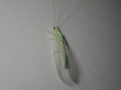 Pseudomallada flavifrons