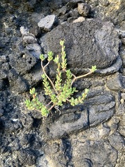 Portulaca psammotropha