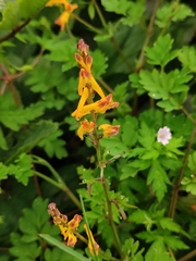 Corydalis raddeana