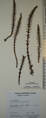 Hippuris vulgaris
