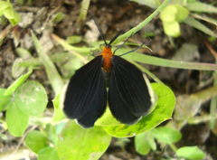 Melanchroia chephise