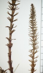 Hippuris vulgaris
