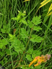 Corydalis raddeana