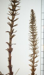 Hippuris vulgaris
