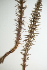 Hippuris vulgaris