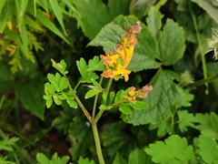 Corydalis raddeana
