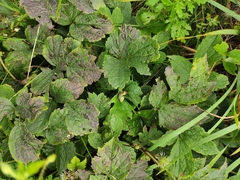 Clematis heracleifolia