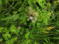 Clematis heracleifolia