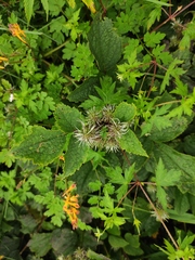 Clematis heracleifolia