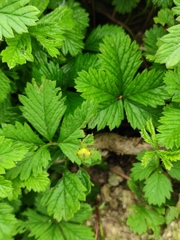 Potentilla reptans sericophylla