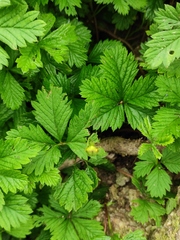Potentilla reptans sericophylla
