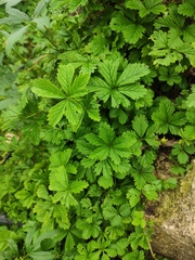 Potentilla reptans sericophylla