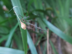Ariamnes cylindrogaster
