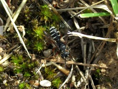 Cerceris albofasciata