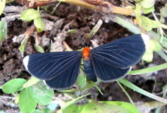 Melanchroia chephise