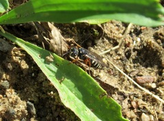 Cerceris albofasciata