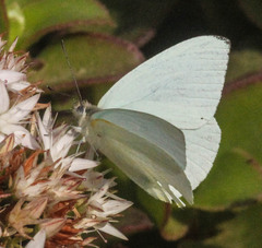 Dixeia charina