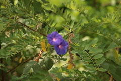 Ipomoea
