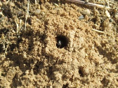 Cerceris albofasciata