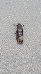 Agrotis ipsilon