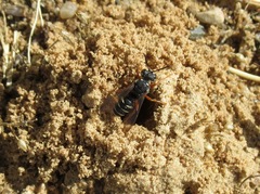 Cerceris albofasciata