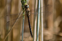 Aeshna mixta