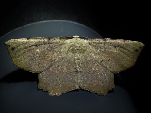 Obtuse Euchlaena Moth photo 3