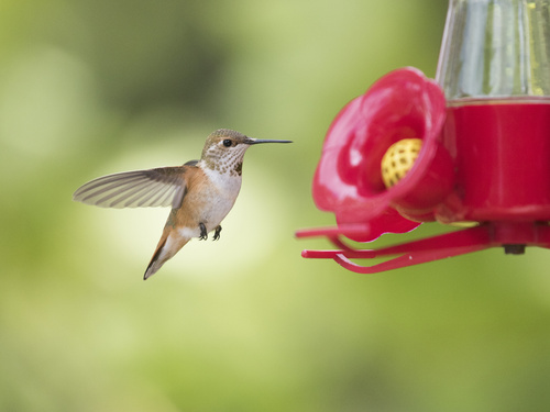 Rufous Hummingbird, Deer Island, West Isles, NB, CA, photo 10 of 10