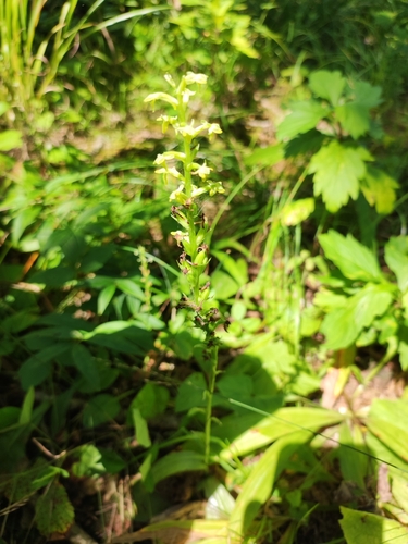 Ussuri tulotis (Platanthera ussuriensis)