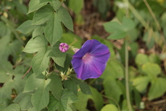Ipomoea