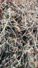 Convolvulus calvertii