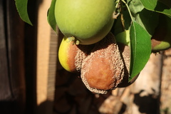 Monilinia fructigena