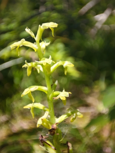 Image of Platanthera ussuriensis by (c) Dmitry Ivanov, some rights reserved (CC BY)