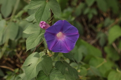 Ipomoea