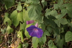 Ipomoea