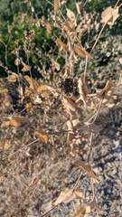 Bupleurum rotundifolium