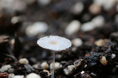 Narcissea patouillardii
