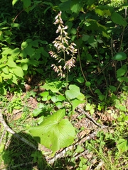 Parasenecio praetermissus