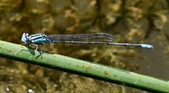 Pseudagrion australasiae