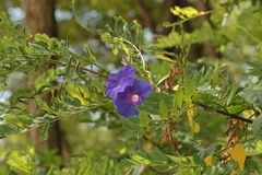 Ipomoea