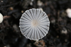 Narcissea patouillardii