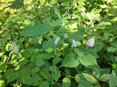 Adenophora triphylla