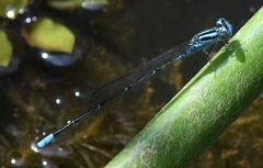 Pseudagrion australasiae