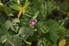 Ipomoea