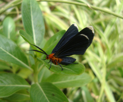 Melanchroia chephise