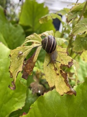 Helicinae